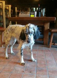 Java the dog